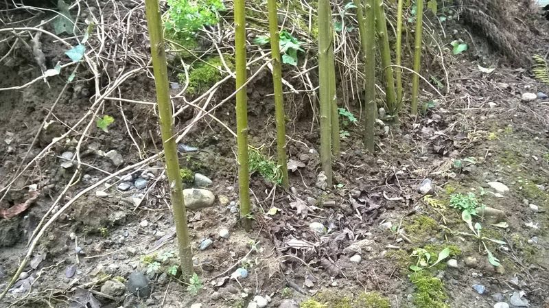Will your site keep willow alive?