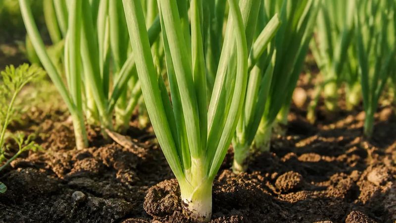 Expect a possible first harvest, not a fixed schedule