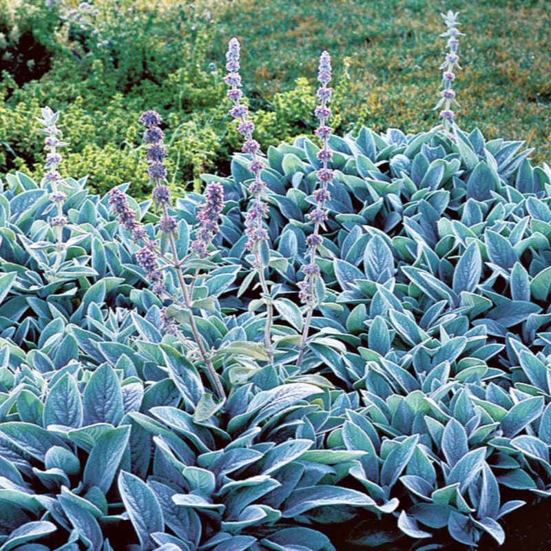 Lamb's Ear
