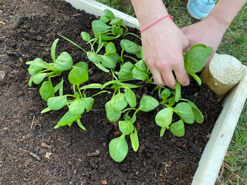 Seed spinach during the cooling fall window