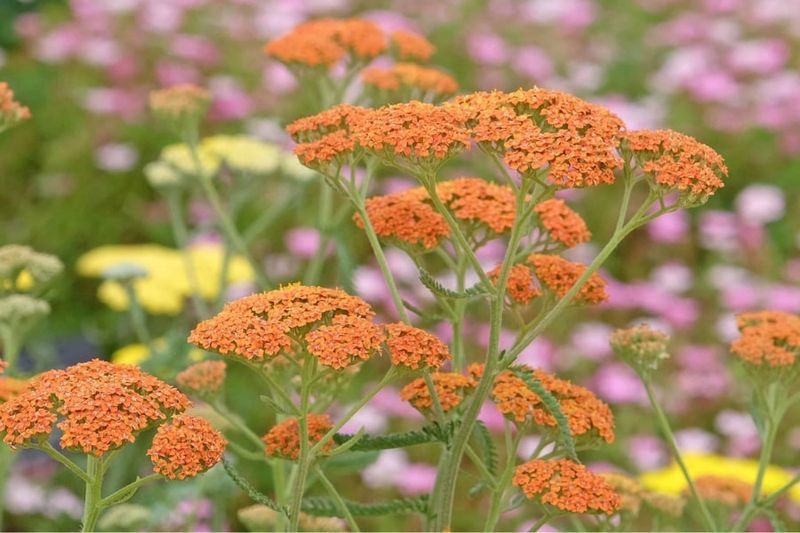 Yarrow