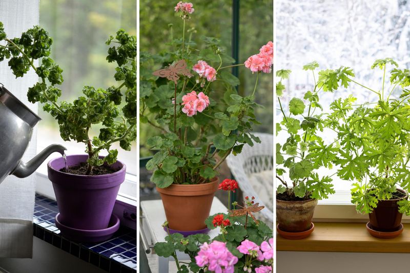 Match winter watering and feeding to the plant’s growth