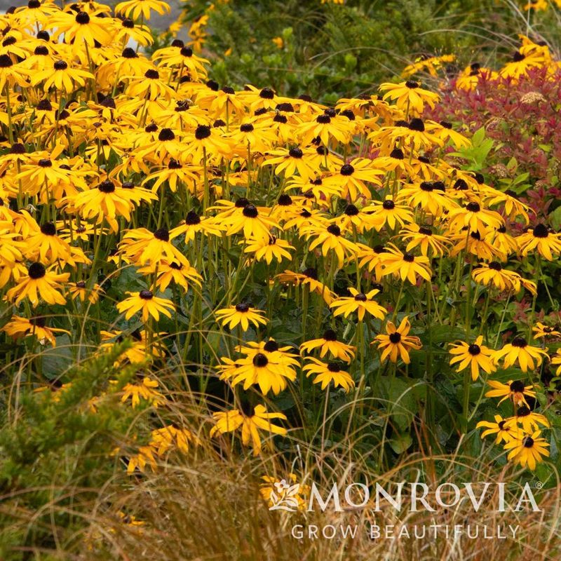 Black-Eyed Susan (Rudbeckia)