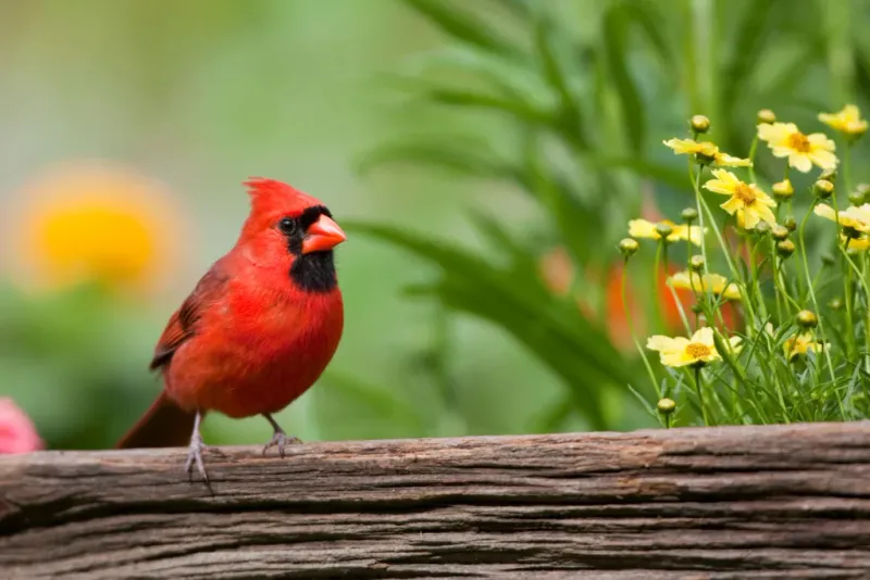 Northern Cardinal