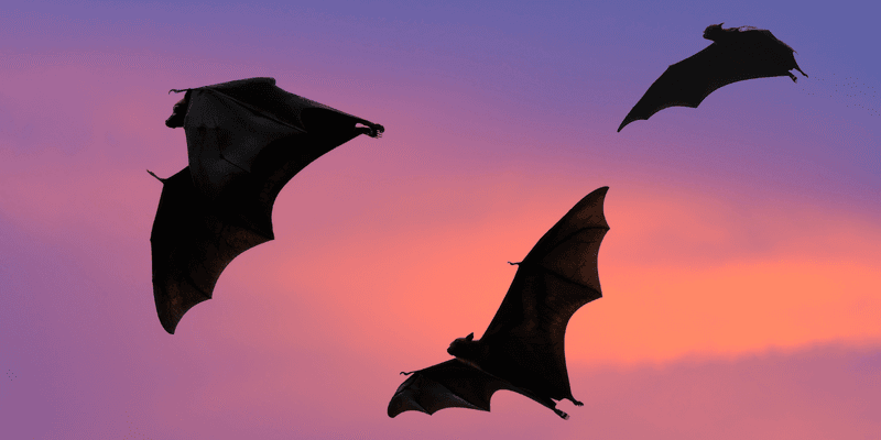 What the evidence really says about bats and mosquitoes