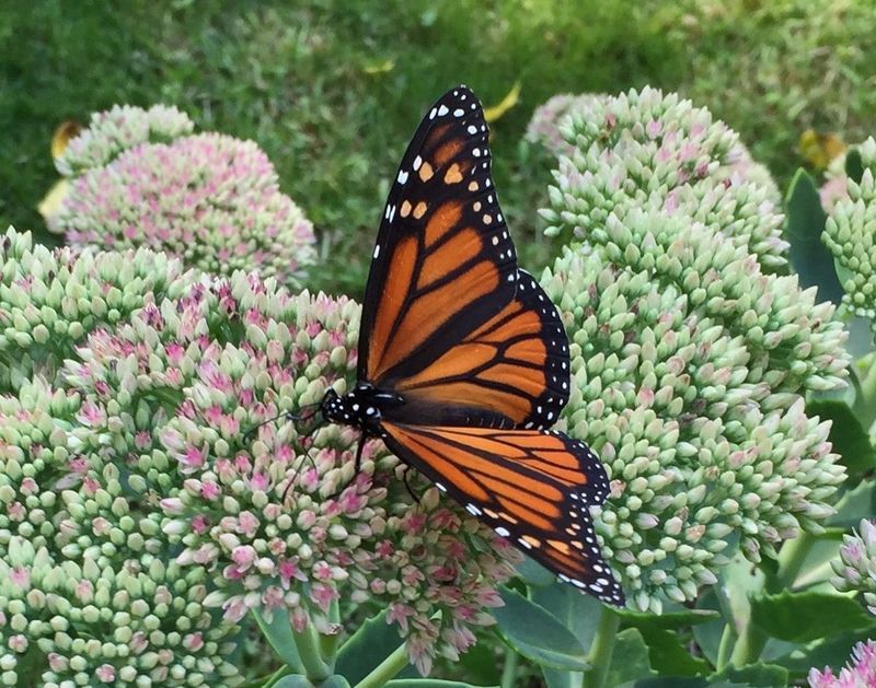 Butterflies
