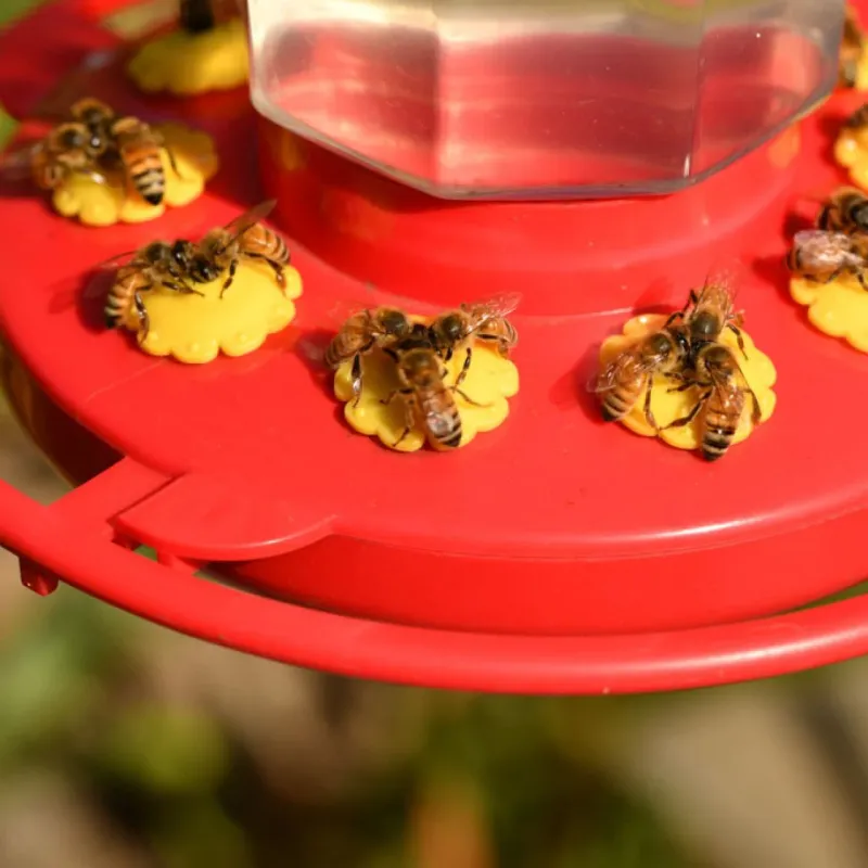 Ants and wasps leave practical clues at the feeder