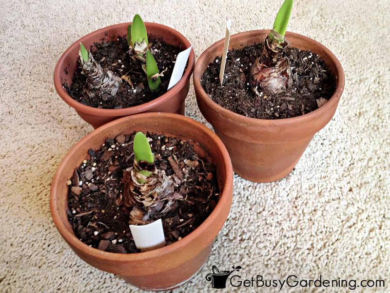 Insufficient or Mismatched Dormancy Period