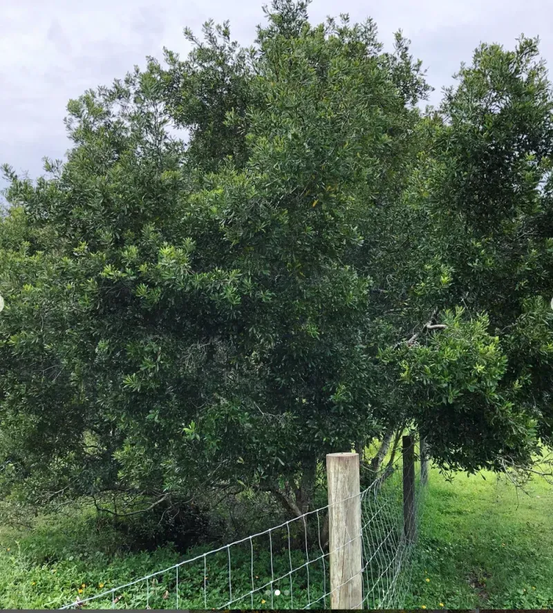 Southern Wax Myrtle (Myrica cerifera)