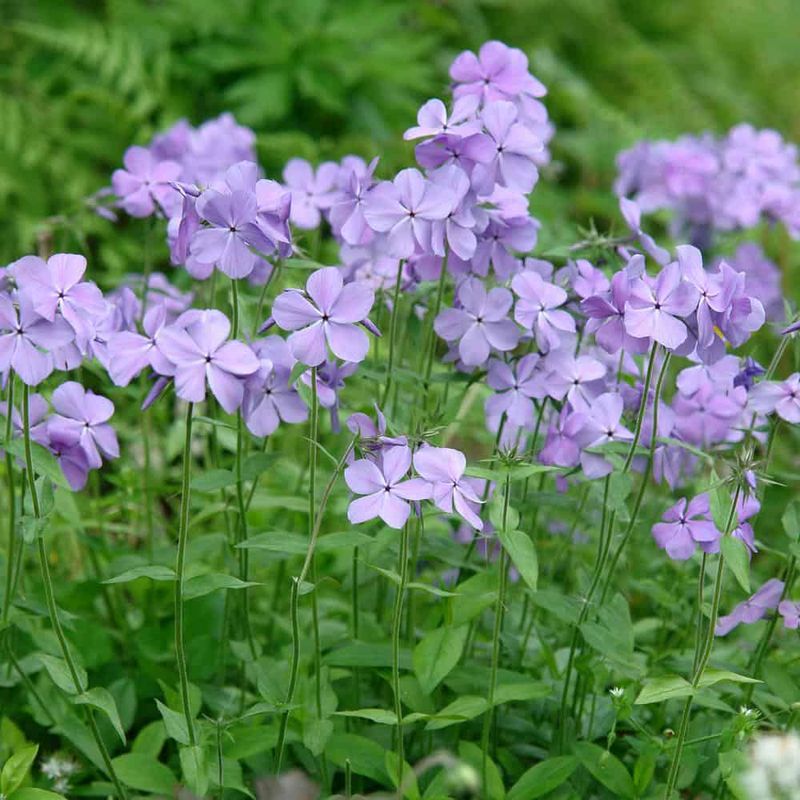 Woodland Phlox (Phlox divisa)