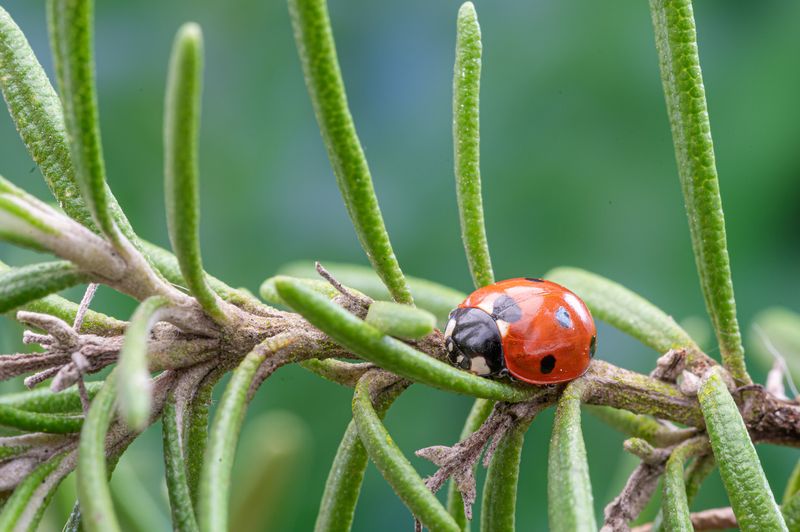 Let rosemary be a curiosity, not your only defense
