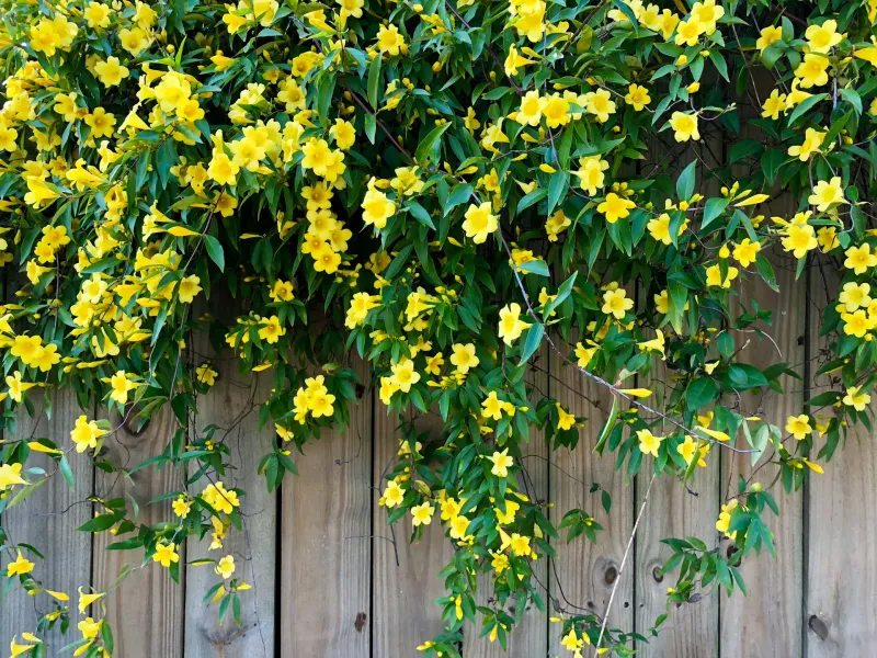 Prune after flowering to keep the screen contained and productive