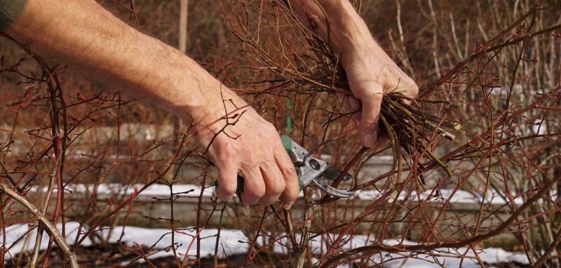 Timing the Cut After Dormancy