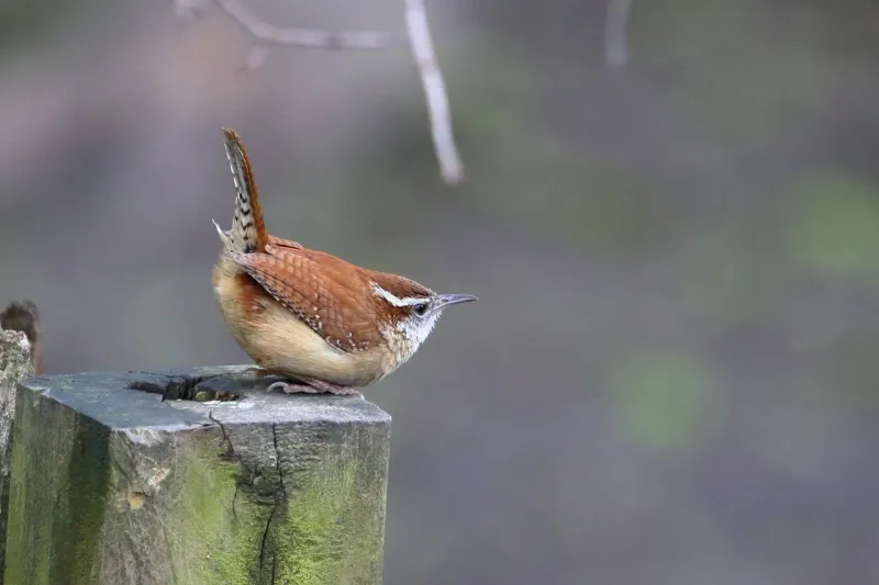 Carolina Wren