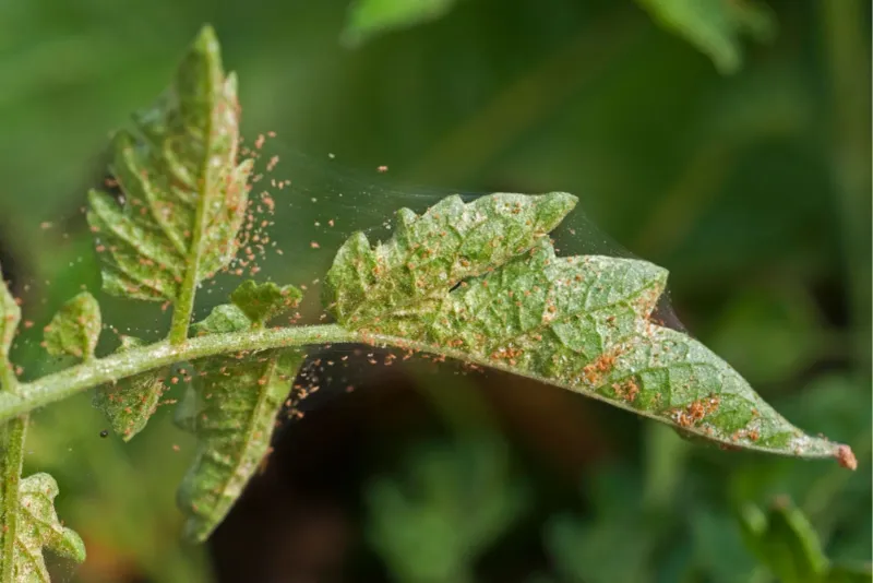 Spider Mites