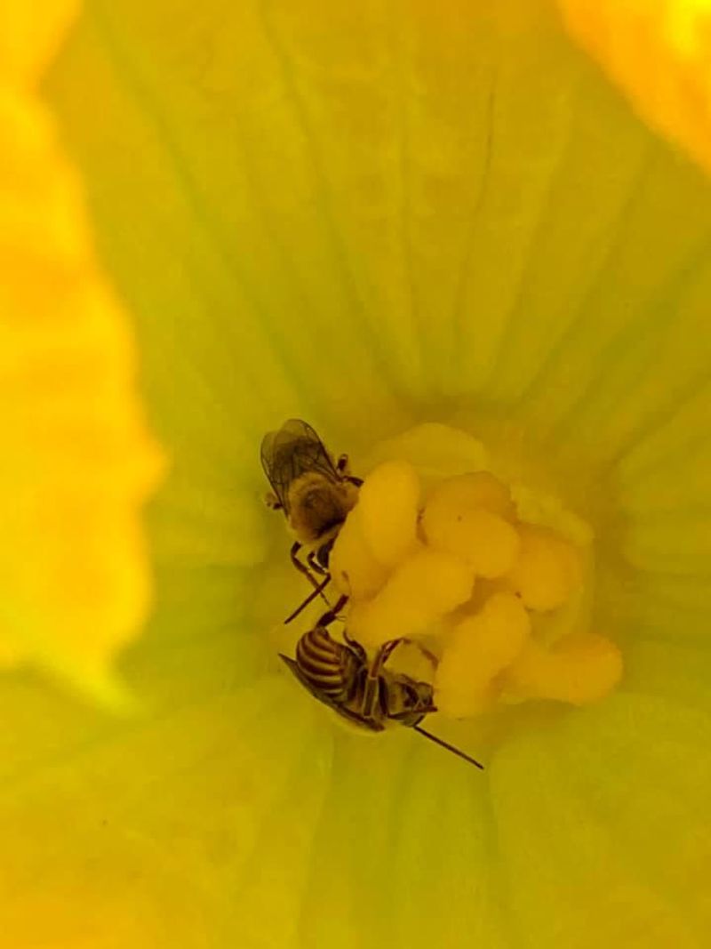 Protect pollinators if you consider a pesticide