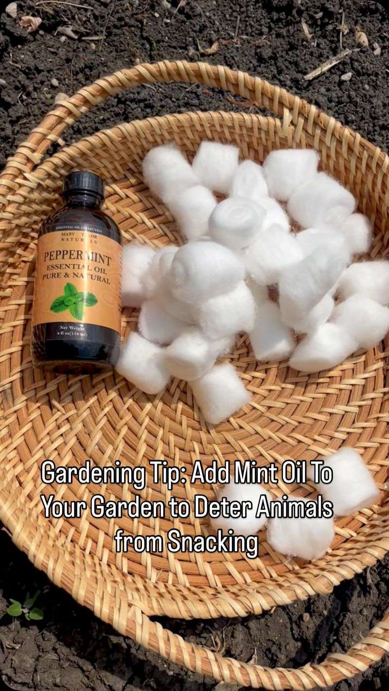 Peppermint Oil