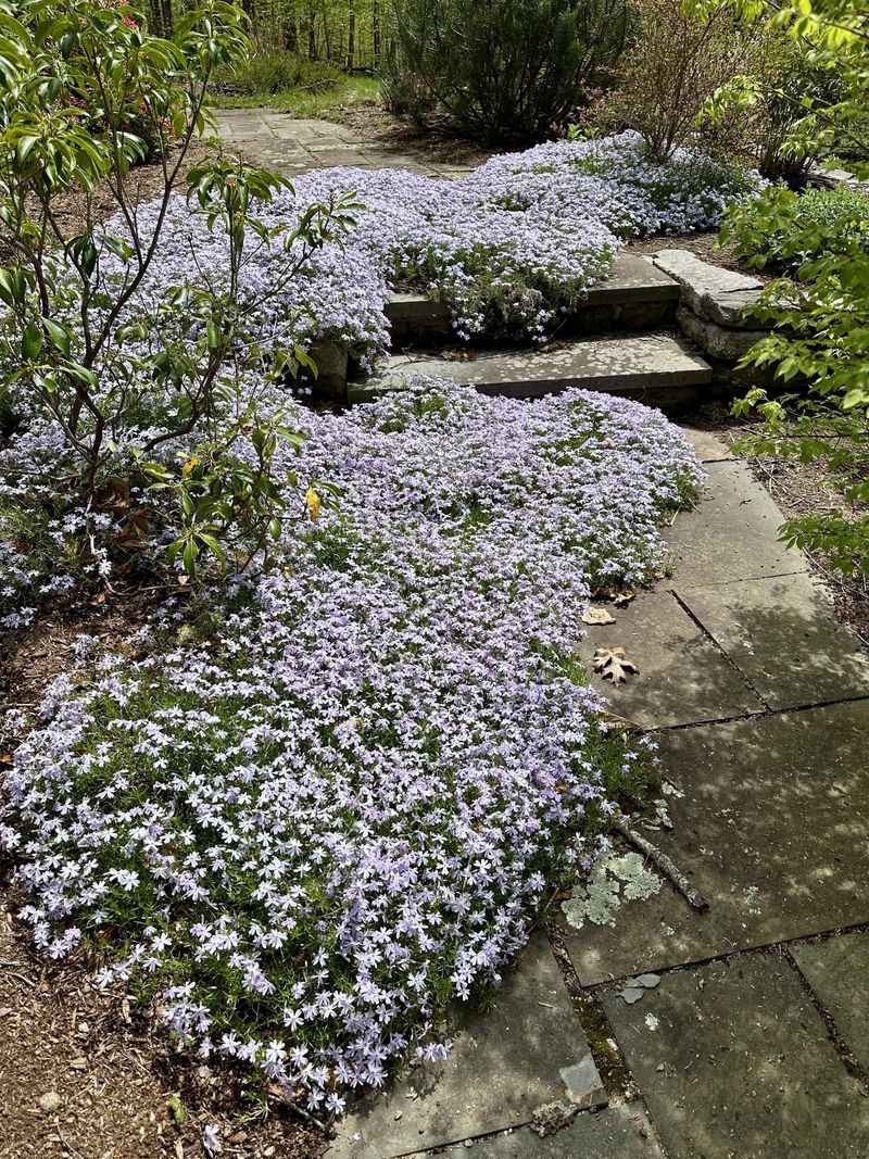 Creeping Phlox (Phlox subulata)