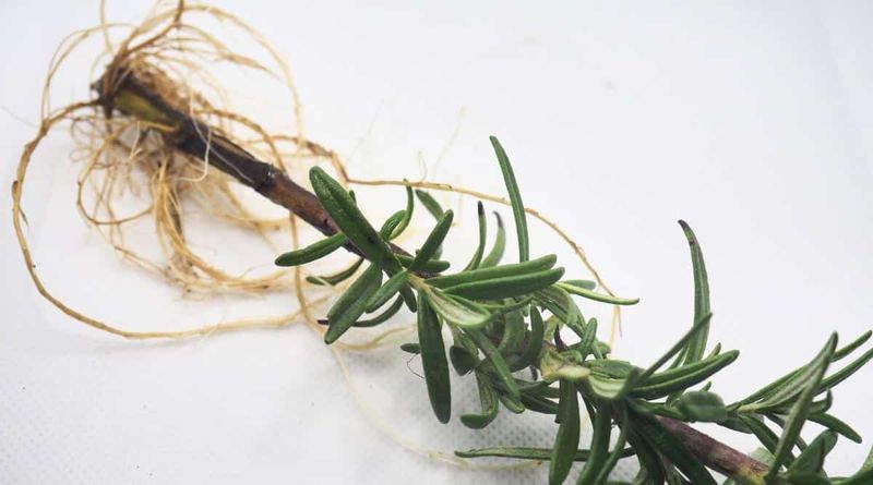 Wait for established roots before potting up
