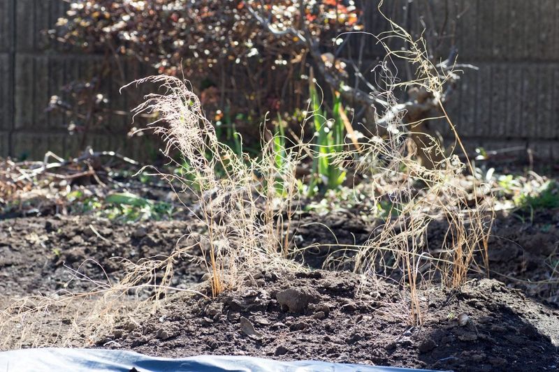 Late-Winter Cleanup Is Also an Option