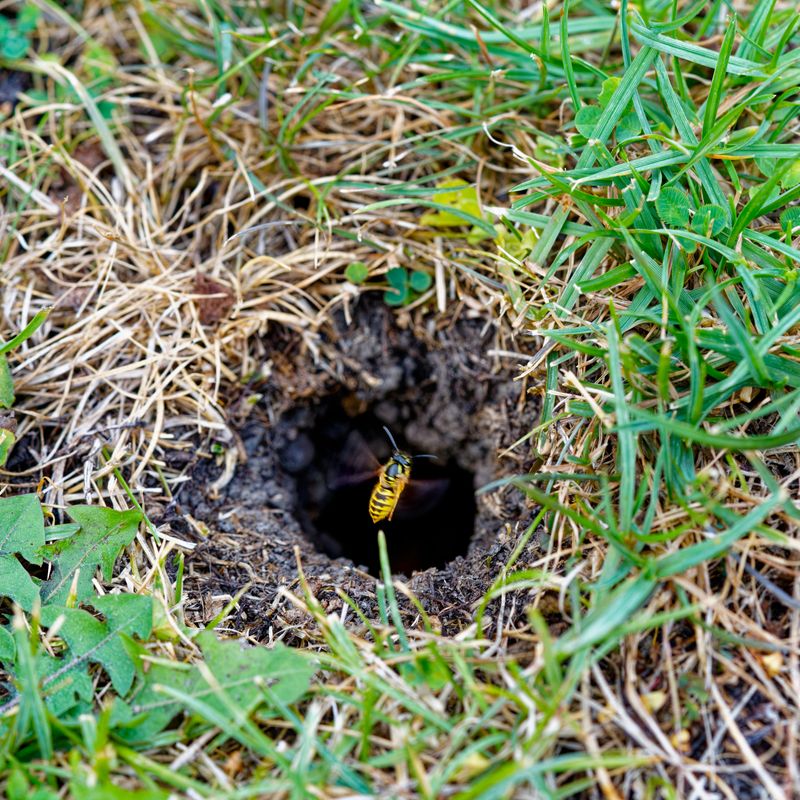 A late-summer entrance usually marks an older colony