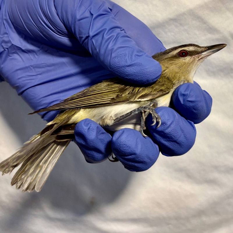 An injured bird needs a rehabilitator, not backyard treatment