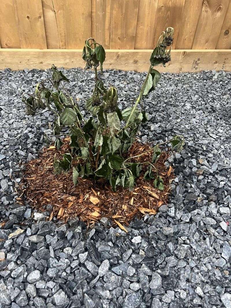 Soggy soil matters most when the whole shrub declines