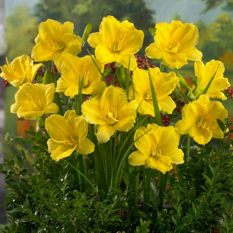 Daylily 'Happy Returns' (Hemerocallis)
