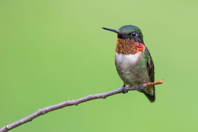 Late-summer activity may include residents, juveniles, and migrants
