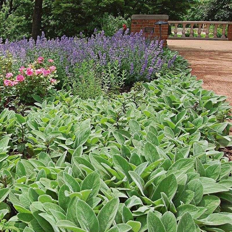 Lamb's Ear (Stachys)