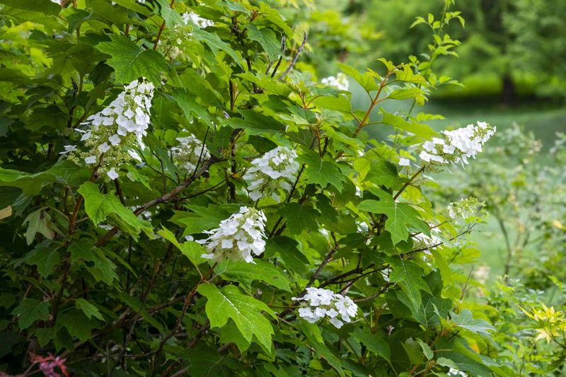 Failing to Identify Your Hydrangea Type