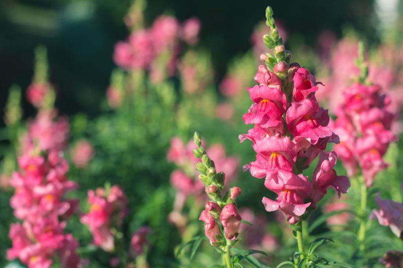 Snapdragons