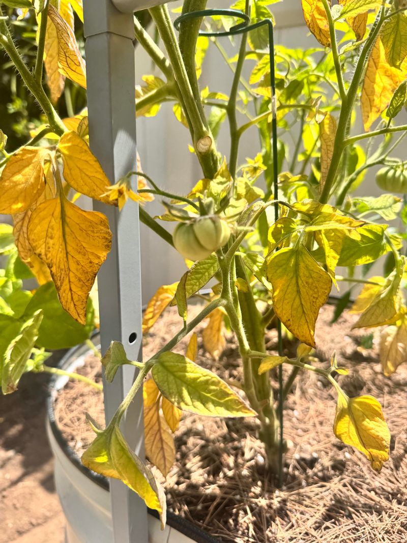 Normal Aging of Lower Leaves