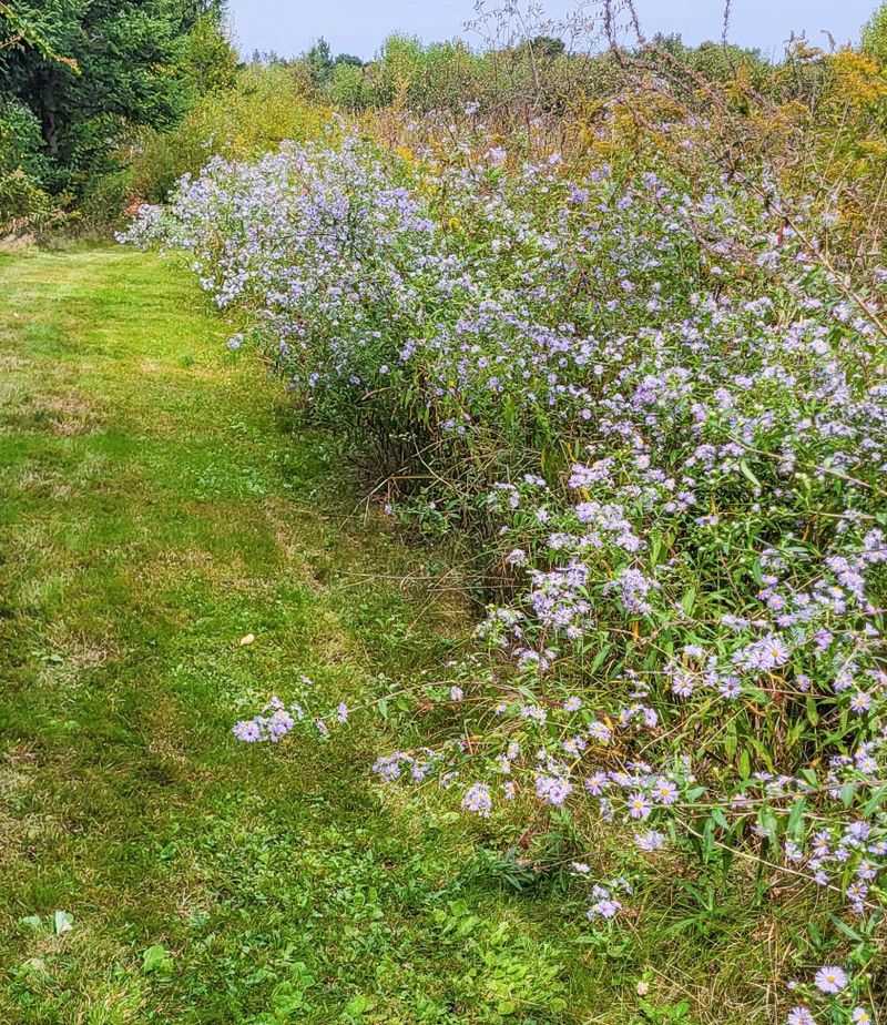 Asters