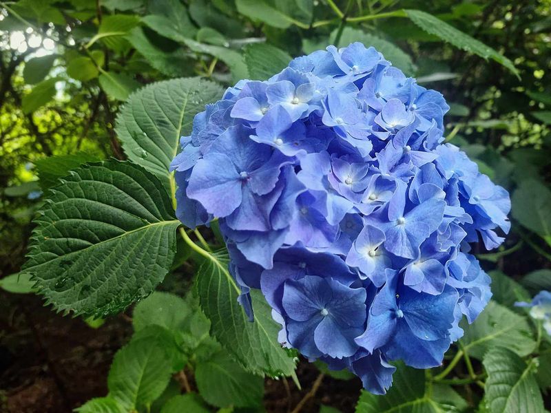 Deadhead flowers without cutting into the stems