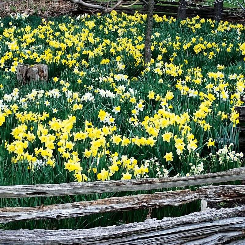 Daffodils