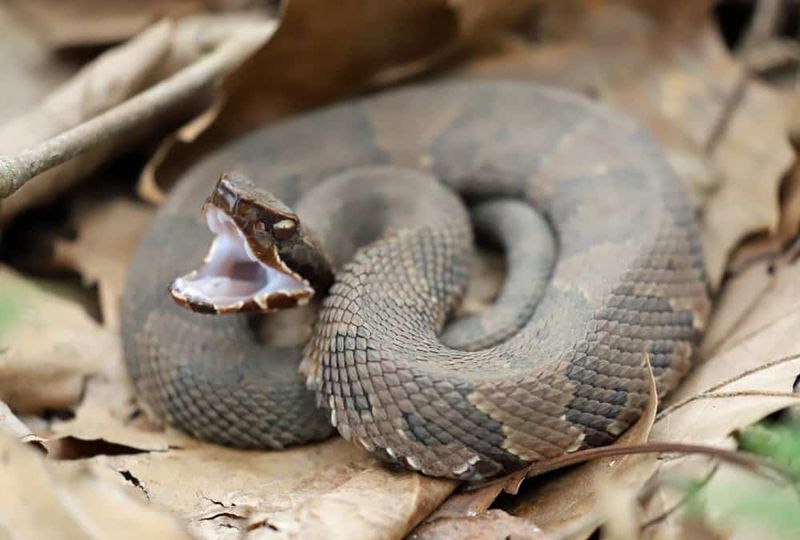 Copperheads and Water Moccasins Are the Same Snake
