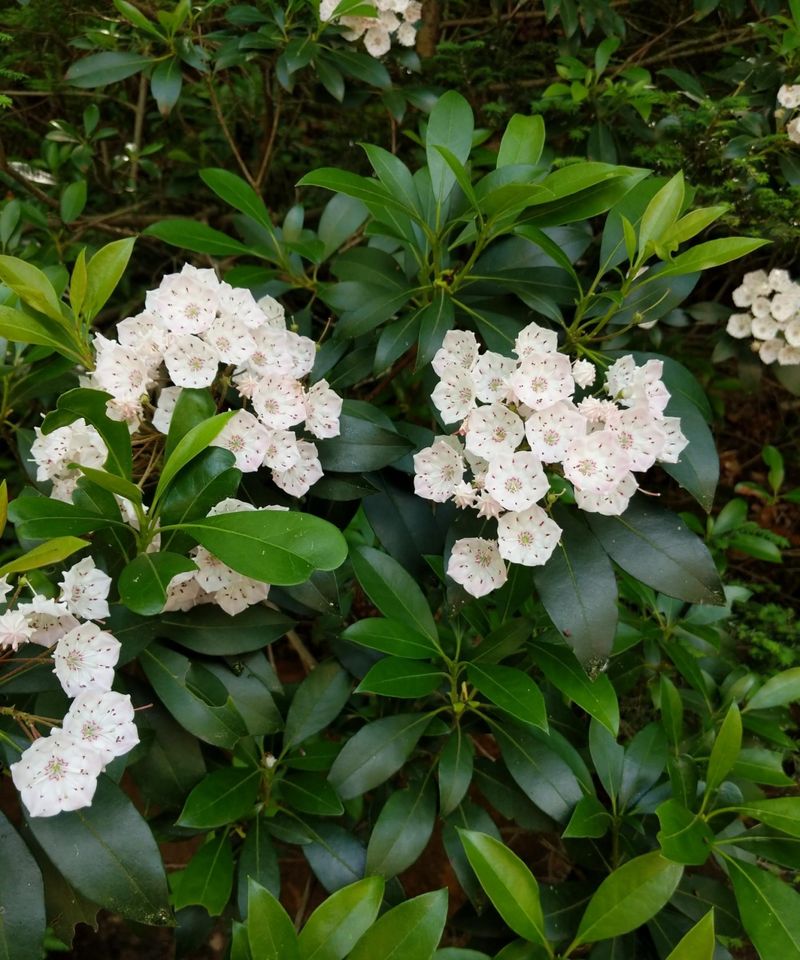 Mountain Laurel