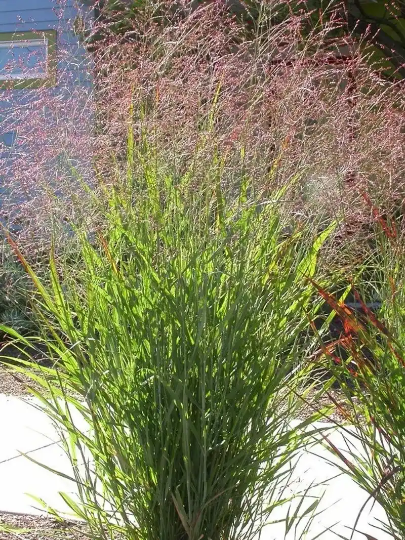 Switchgrass (Panicum virgatum)