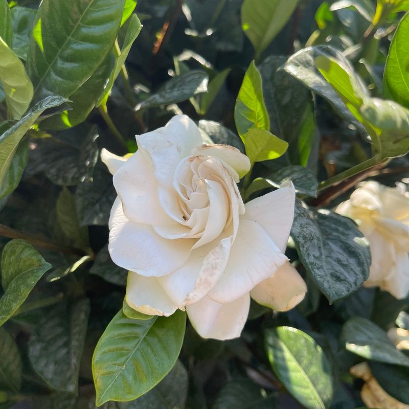 Protecting buds preserves potential rather than guaranteeing flowers