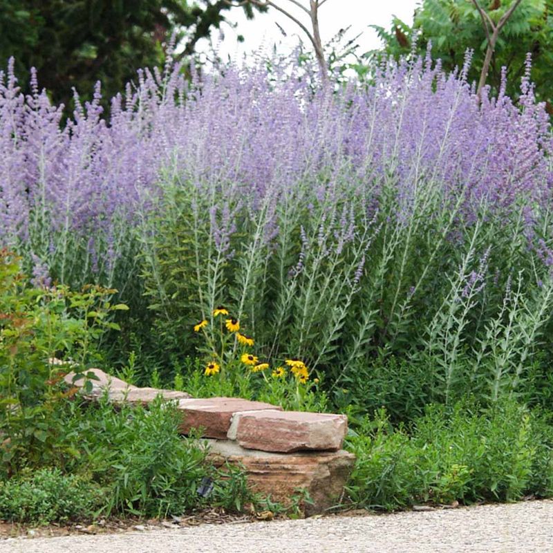 Russian Sage