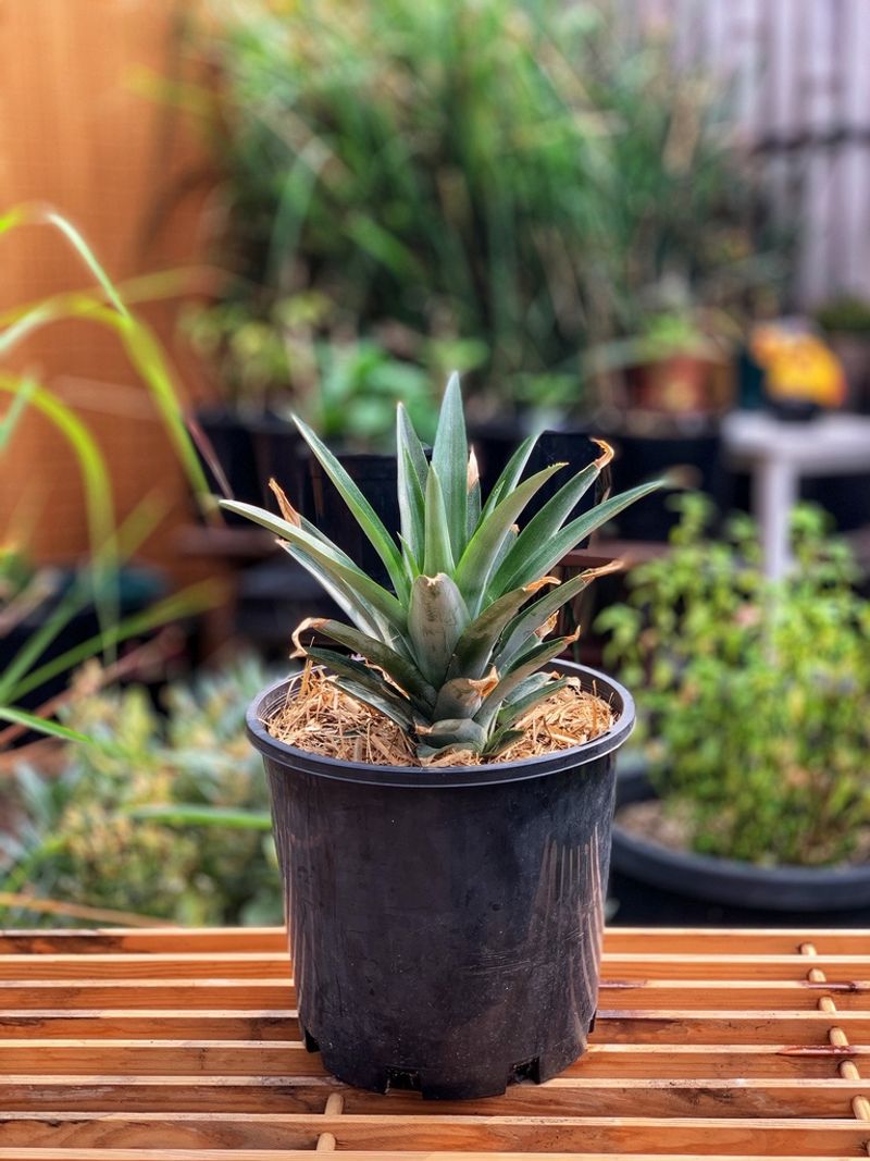 A pineapple crown can become a potted plant