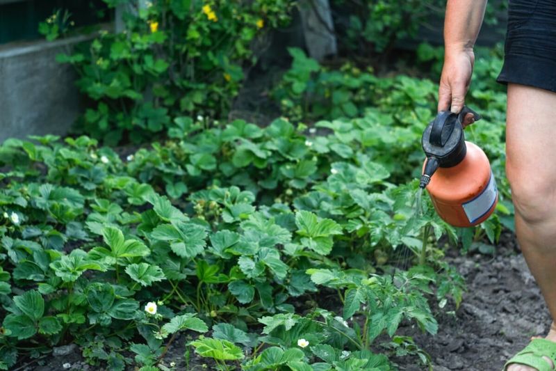Give a Quick Foliar Feed