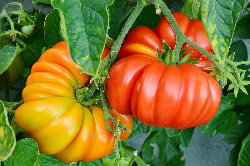 Some Tomatoes Need Extra Protection