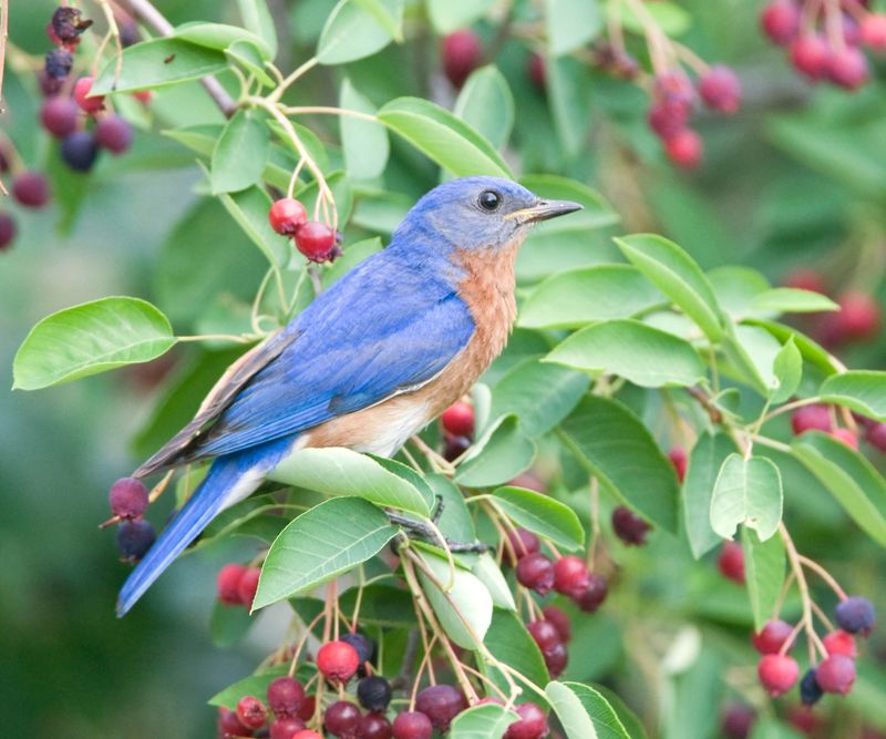 Eastern Bluebird