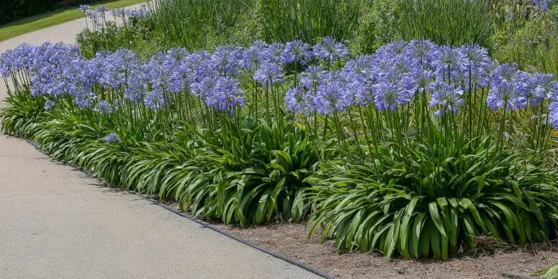 Give the plant sun, drainage, and water during establishment