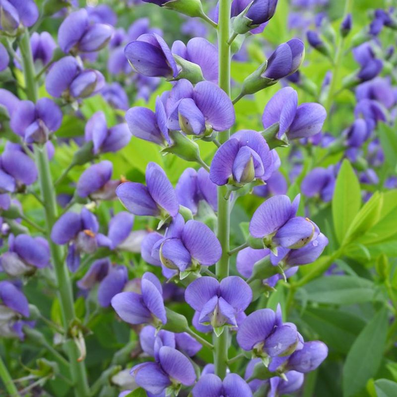 Baptisia (False Indigo)