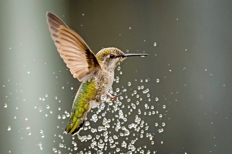 Why a traditional birdbath misses the hummingbird target