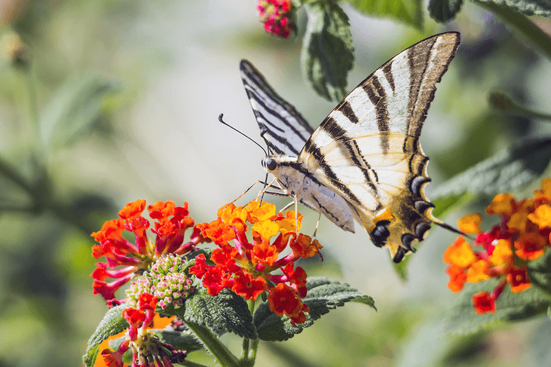 Lantana