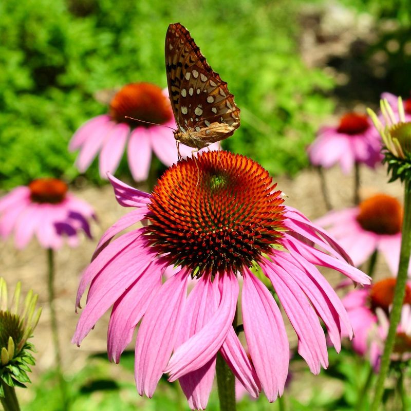 Echinacea (Purple Coneflower)